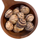 Escargots Shells