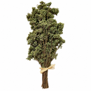 Oregano (Italy)