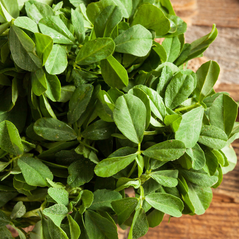 Fenugreek Leaves