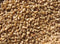 Golden Sesame Seeds (Japan)